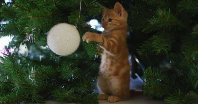 Playful Orange Kitten Playing with Christmas Tree Ornament - Download Free Stock Photos Pikwizard.com