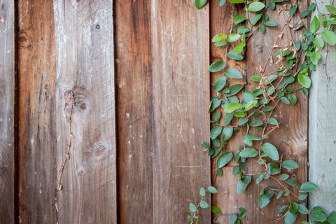 Verdant Vine Climbing on Weathered Wooden Fence