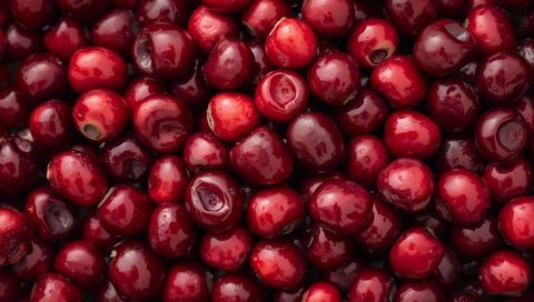 Glossy Red Cherries Glistening with Dew Macro Closeup for Food Backgrounds Marketing