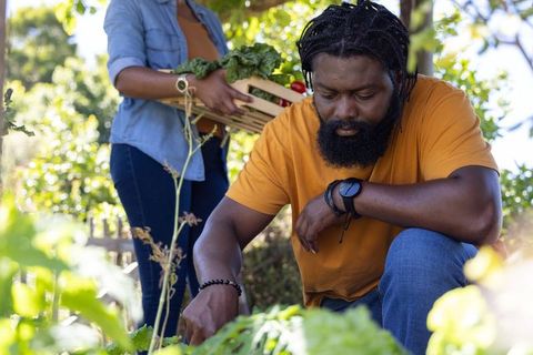 African american couple harvesting homegrown greens in sunlit raised bed garden