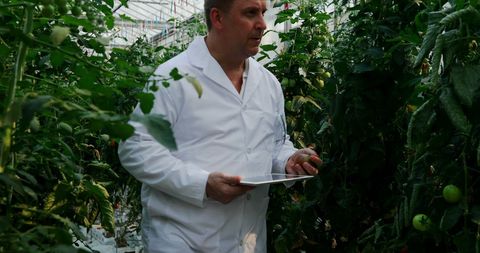 Scientist Using Tablet for Plant Analysis in Greenhouse - Download Free Stock Images Pikwizard.com
