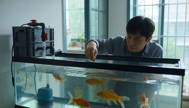 Feeding goldfish in home aquarium with external filter and water pump for indoor tank care