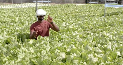 Modern Farmer Using VR in Hydrophonic Lettuce Farm