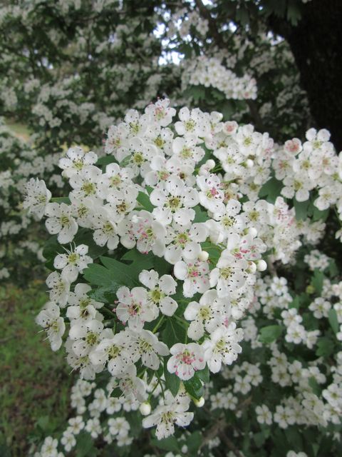 Close-up view of delicate hawthorn tree blooms fully open. Cluster of small white flowers with hints of pink and green leaves. Captures the detail and beauty of springtime flora. Suitable for use in gardening articles, botanical studies, nature photography collections, or spring-themed designs.
