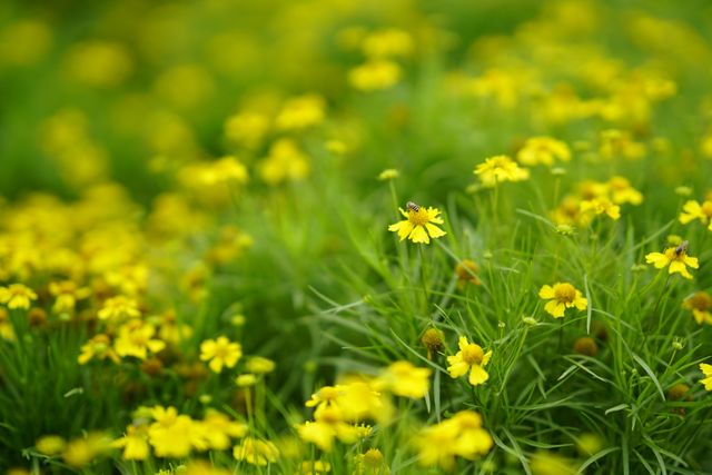 A picturesque field of yellow wildflowers captured in a lush green environment. This vibrant and lively scene is perfect for nature-themed designs, advertisements for spring or summer events, gardening websites, or as a calming, beautiful backdrop for social media posts. Highlights the beauty and tranquility of natural landscapes.
