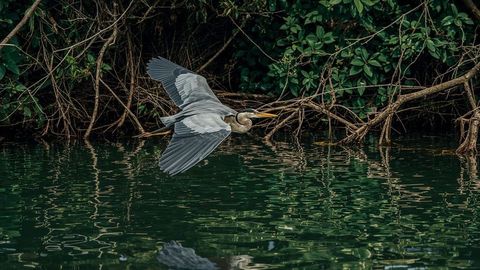 Heron Gracefully Flying Over Tranquil Waters in Lush Surroundings