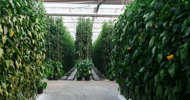 Greenhouse with rows of bell peppers growing vertically, showcasing modern farming techniques and sustainable agriculture. Ideal for illustrating contemporary horticulture, organic farming methods, and indoor agriculture innovations.