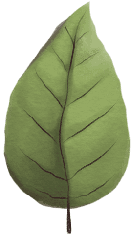 Botanical Illustration of Large Green Leaf on Transparent Background - Download Free Stock Videos Pikwizard.com