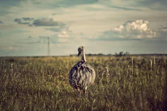 Rhea walking alone in a grassy field under a cloudy sunset. Highlighting the simplicity of nature and wildlife. Ideal for articles, educational materials on bird species, showcasing serene natural landscapes, or use in wildlife-themed content.