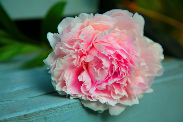 Close-Up of Pink Peony Bloom on Wooden Surface with Blur Background - Download Free Stock Photos Pikwizard.com