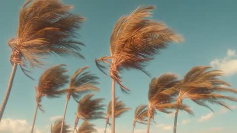 Palm Trees Swaying in Strong Coastal Wind
