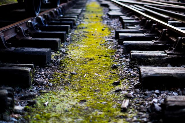 Nature reclaiming abandoned railway showing moss growing between wooden sleepers and tracks. Useful for topics on abandonment, nature's resilience, decay, history of transportation, infrastructure and rustic themes.