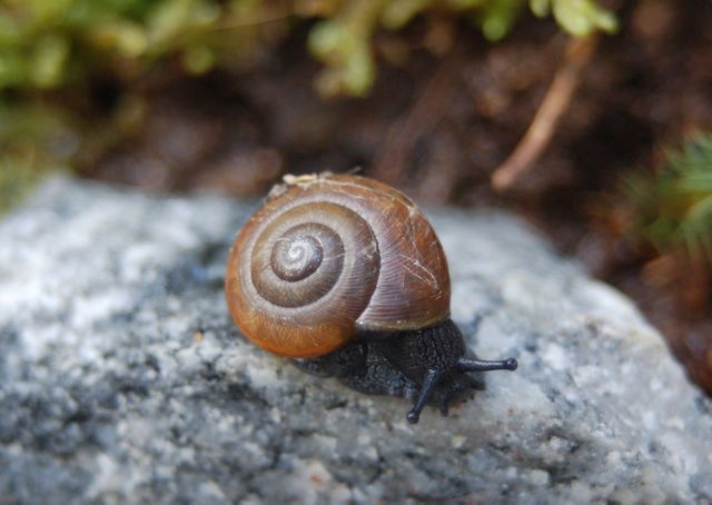 Close up showing snail moving on textured rock with blurred natural background. Useful for topics on wildlife, garden life, nature observation, or slow-living concepts. Appropriate for educational materials, garden-themed designs, or nature blogs.