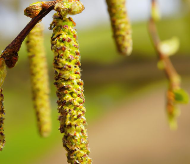 This close-up of birch tree catkins can be used in educational articles about trees and plant life, presentations on seasonal changes, or decorative posters. It's also suitable for allergy awareness campaigns, nature blogs, and botanical guides.
