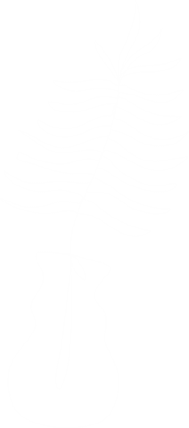 Minimalist line art: elegant fern in curved vase on transparent background