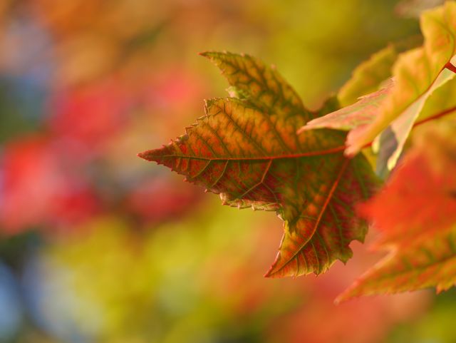 Close-up of colorful autumn leaves with a blurred background can be used for seasonal themes, nature articles, or outdoor activities. Highlights the beauty of fall foliage and the changing colors of leaves. Ideal for use in calendars, wallpapers, or creative design projects focusing on fall.