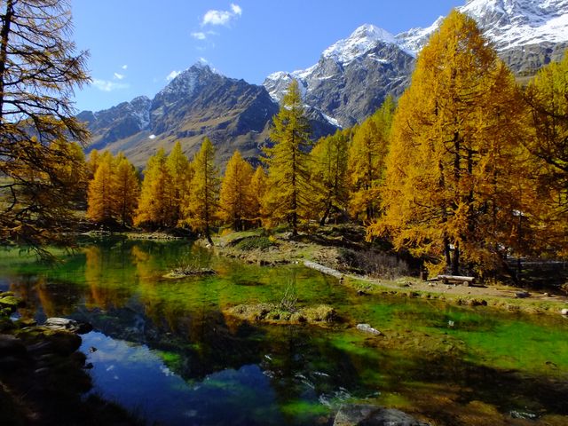 This image showcases a stunning alpine landscape during autumn. The tall golden trees stand by a clear reflective lake with towering snow-capped mountains in the background. Ideal for illustrating natural beauty, travel destinations, and outdoor activities.