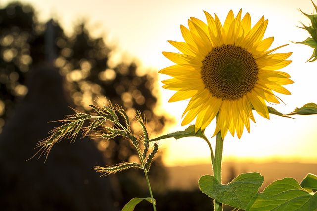 Sunflower is blooming in the early morning sunlight with a blurred background, signifying the beauty of nature. This image can be used for seasonal greetings, nature blogs, gardening websites, wellness themes, and environmental campaigns.