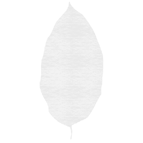 White leaf silhouette on transparent background
