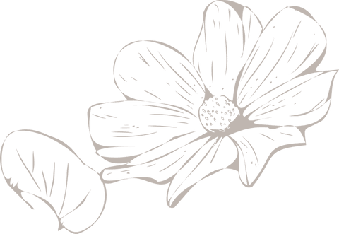 minimalist transparent botanical flower sketch in vector - Download Free Stock Videos Pikwizard.com