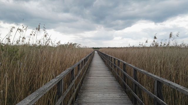Long wooden boardwalk stretching through tall reeds under an overcast sky, creating a serene and slightly moody atmosphere. Ideal for concepts of solitude, nature walks, adventure, or scenic landscape. Useful for travel brochures, websites about nature conservation, or as a calming background in presentations.