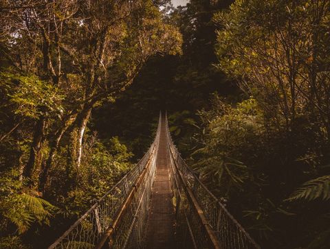 Suspension bridge in tropical jungle during golden hour