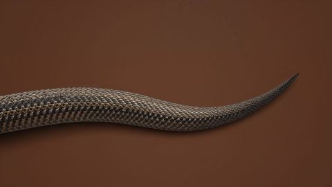 Close-up of diamond-patterned king cobra tail on brown background