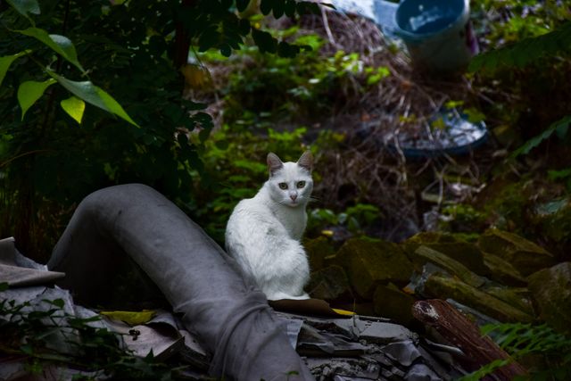 White cat sitting amidst an overgrown garden filled with discarded items, blending into the natural surroundings. The scene contrasts the purity of the white cat with the abandoned, cluttered environment. Perfect for use in visual stories about urban wildlife, pet adventures, environmental awareness, or the contrast between nature and urbanization.
