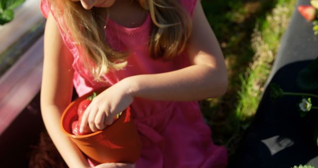 Girl Harvesting Fresh Strawberries in Garden - Download Free Stock Images Pikwizard.com