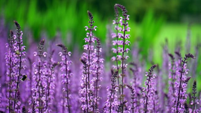 Field of Blooming Purple Wildflowers in Spring - Download Free Stock Photos Pikwizard.com