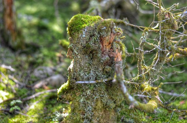 Tree stump covered in lush moss surrounded by forest greenery. Suitable for themes on nature, tranquility, the beauty of decay, natural textures, and the forest environment.