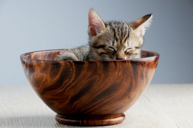 Cute Tabby Kitten Sleeping in Wooden Bowl on Table - Download Free Stock Photos Pikwizard.com