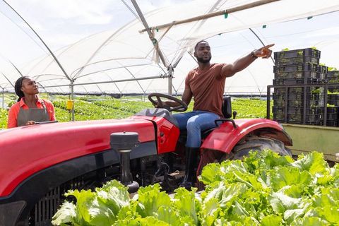 Urban Farmers Managing Lettuce Growth in Modern Greenhouse Setting