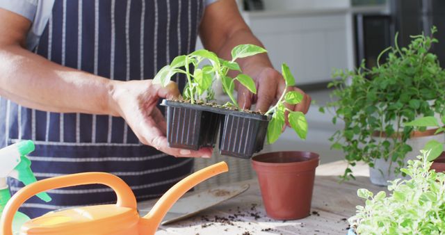 Individual carefully handling small seedlings at a wooden table, preparing to transplant them into larger pots. This scene is ideal for illustrating activities related to home gardening, plant care, or botanical hobbies. Can be used in articles, blogs, or advertisements promoting sustainable living, indoor gardening tips, or DIY gardening projects.