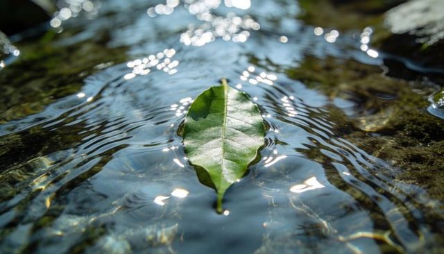 Sunlit green leaf floating on creek surface creating ripples, sparkling water reflections