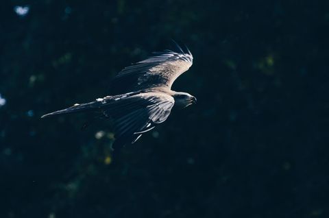 Soaring Kite Gliding Low Over Dark Forest Canopy in Dramatic Flight