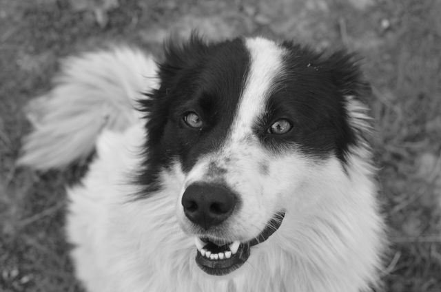 Happy Black and White Dog Smiling Upwards in Outdoor Setting - Download Free Stock Photos Pikwizard.com