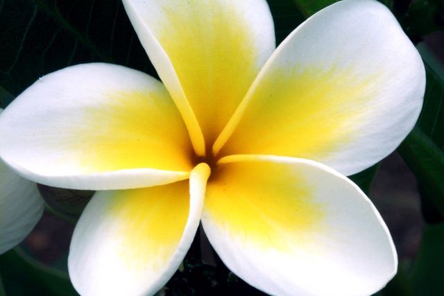 Close-Up of Blooming White and Yellow Frangipani Flower - Download Free Stock Photos Pikwizard.com