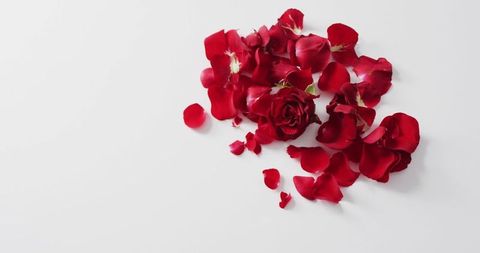 Red Rose Petals on Beige Background for Romantic Occasion - Download Free Stock Images Pikwizard.com