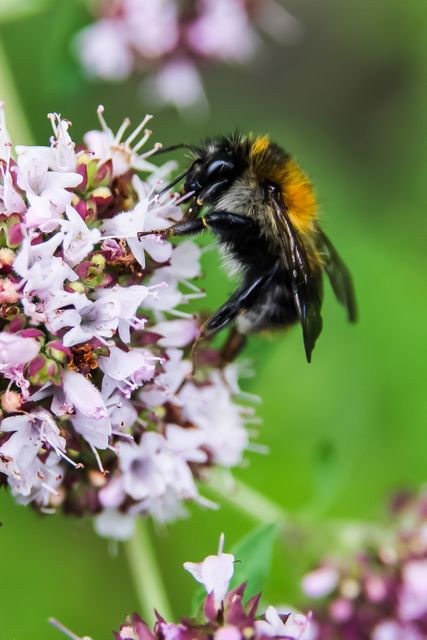 Depicts a bumblebee gathering nectar from lavender flowers in detailed close-up. Useful for gardening blogs, nature conservation resources, educational materials about insects, and content promoting biodiversity and environmental sustainability.