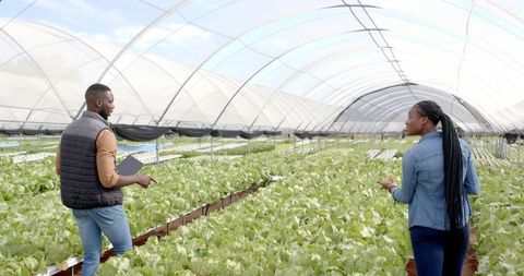 African american farmers discuss hydroponic lettuce growth