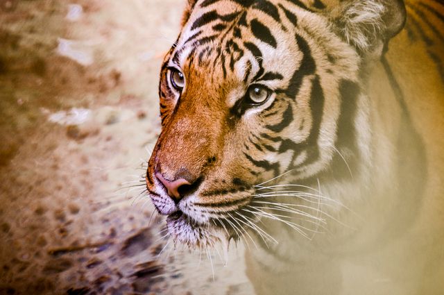 The Bengal tiger's focused expression and vivid stripes are captured in this close-up in its natural environment. This can be used in wildlife conservation campaigns, educational materials, or to evoke themes of strength and nature's beauty.