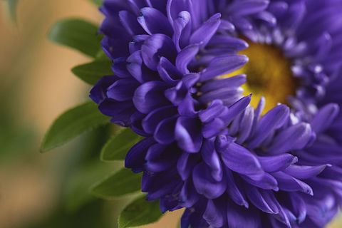 Macro purple aster bloom with yellow center and green leaves showcasing summer color
