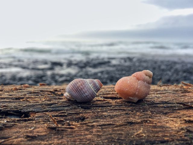 Vivid sea shells sitting on a piece of rough driftwood at a scenic beach with waves in the background. Perfect for themes involving nature, marine life, coastal living, relaxation, and beach vacations.
