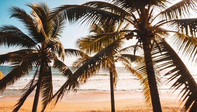 Palm trees framing golden tropical beach at sunset with coconuts and ocean waves