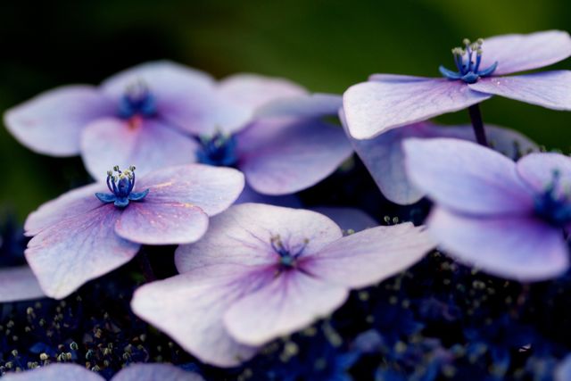 Beautiful close-up of purple hydrangea flowers in full bloom shows intricate details of petals. Ideal for use in gardening blogs, floral design websites, nature magazines, botanical studies, and art projects. Perfect for background images, greeting cards, or seasonal decor.