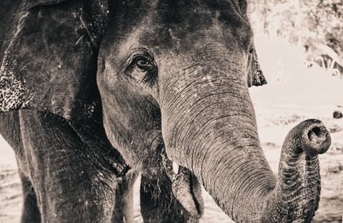 Close-up portrait of asian elephant showing wrinkled skin, raised trunk and expressive eye in sepia