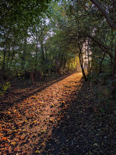 Sunlight Streaming Through Forest Path in Autumn - Download Free Stock Photos Pikwizard.com