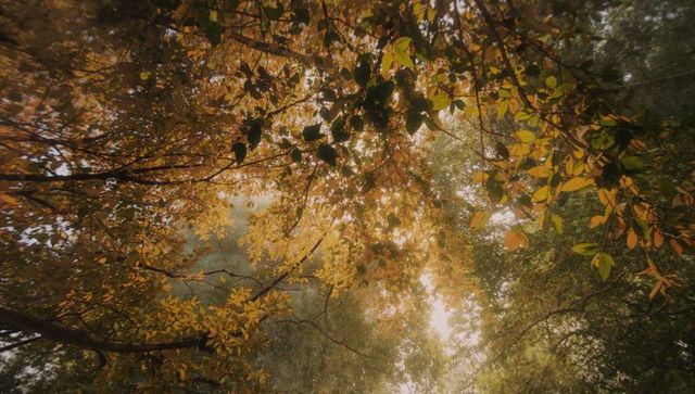 Brilliant Autumn Canopy with Sunlight Filtering through Foliage