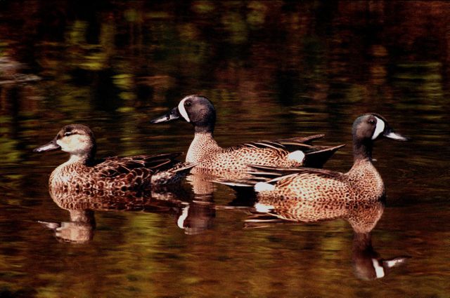 Three ducks glide peacefully across a pond, their reflections mirroring in the calm water. Ideal for use in nature magazines, wildlife preservation campaigns, and educational materials on bird species.